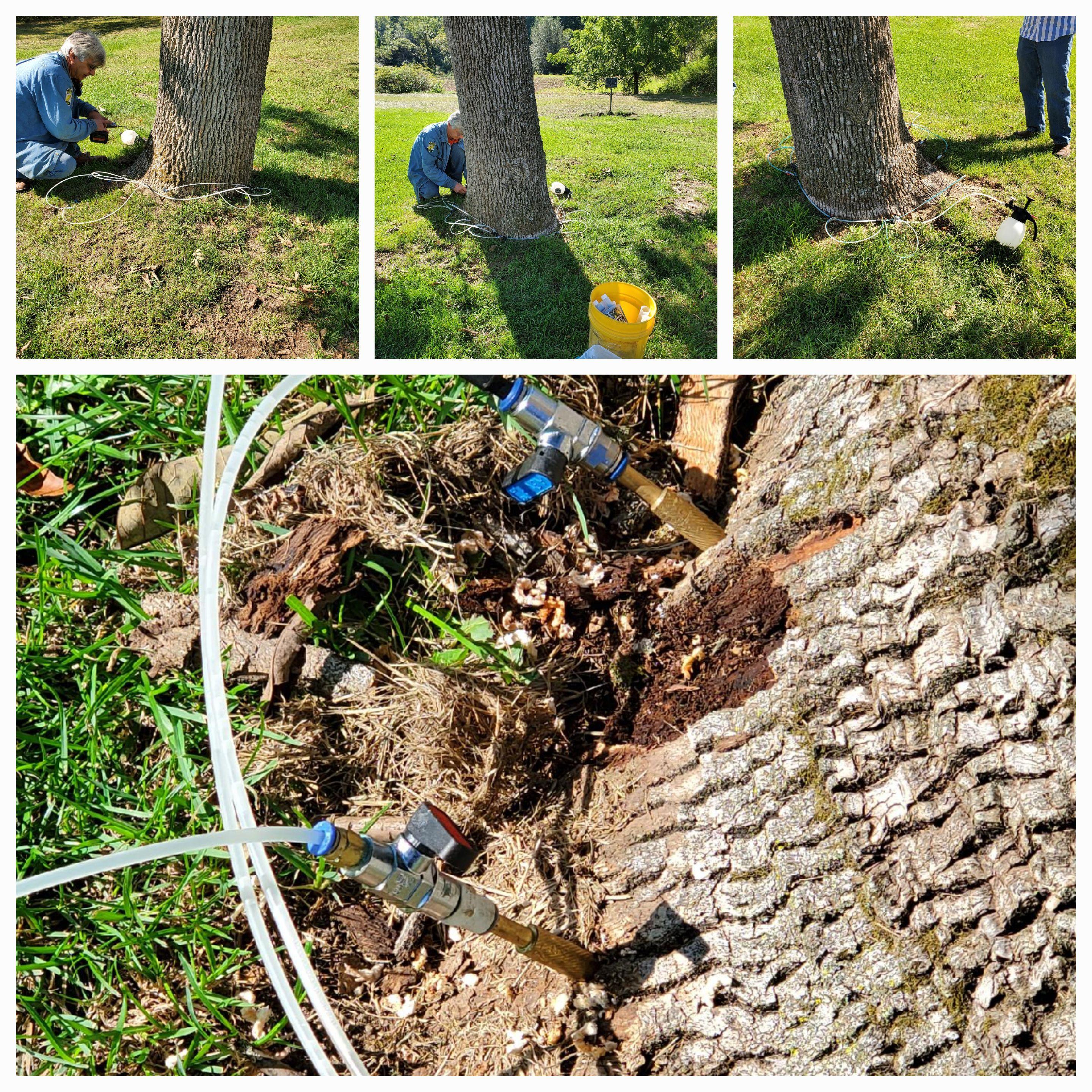 The Ash tree at the Smale house was found to have ash borer beetles. We caught it early and are having it treated.
